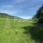 Teren_bradu-01