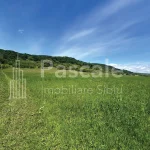 Teren_bradu-02