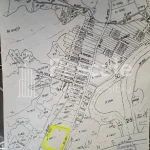 Teren_bradu-04