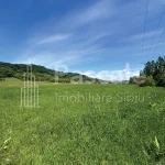 Teren_bradu-06