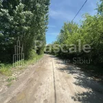 Teren_bradu-07